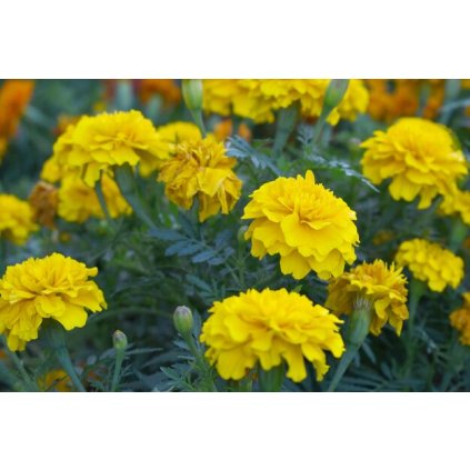 aksamitník lemon drop