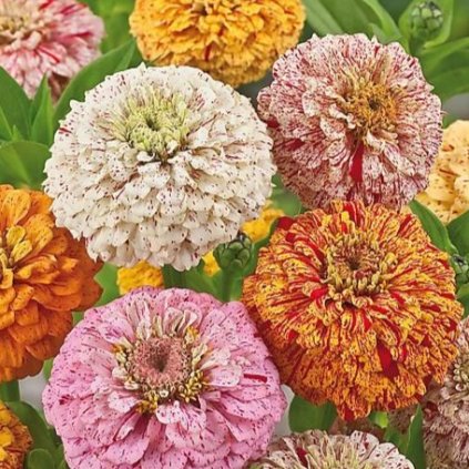 Ostálka lepá PEPERMINT STICKS1