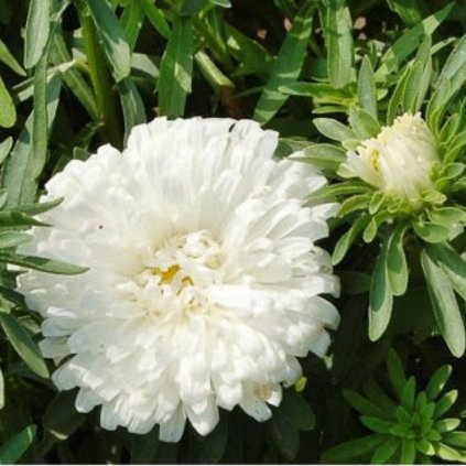 Astra čínská Super Princess bílá