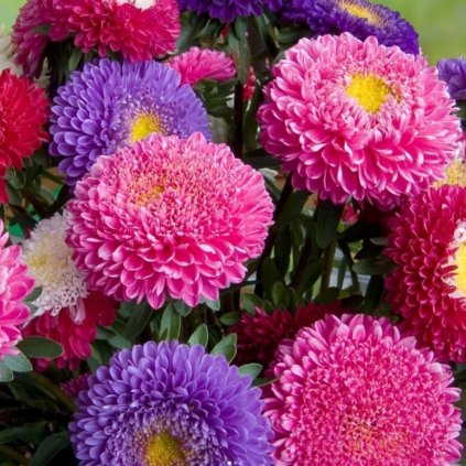 Aster super princess