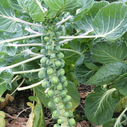 Kapusta růžičková Groninger