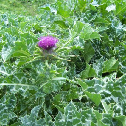 Ostropestřec Mariánský