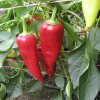 Paprika Lydia