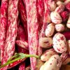 Fazol Borlotto Rame BIO