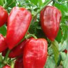 Paprika roční Eva