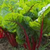 mangold rhubarb chard 2