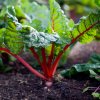mangold rhubarb chard
