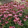 Třapatka nachová Echinacea