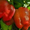 Paprika červená Granova