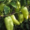 Paprika zeleninová Amy