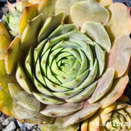 Sempervivum 'Rita Jane'