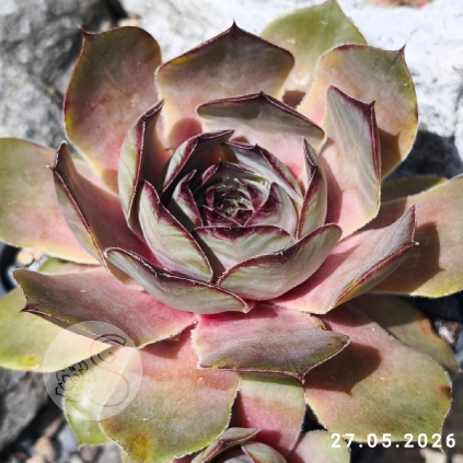 Sempervivum 'Rita Jane'