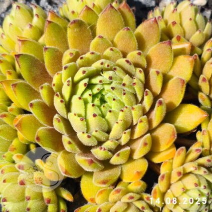 Untitled5 20250815001655