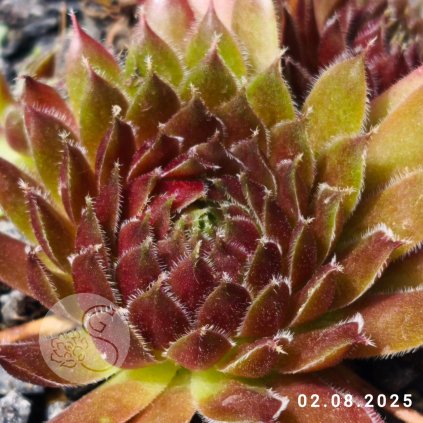 Untitled5 20250807182748