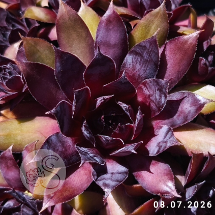 Sempervivum 'Black Panther'