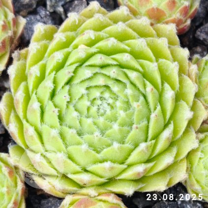 Untitled5 20250823152107