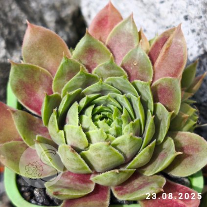 Sempervivum 'Query'