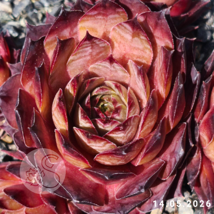 Sempervivum 'Caramel Cluster'