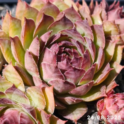 Untitled5 20250825211825