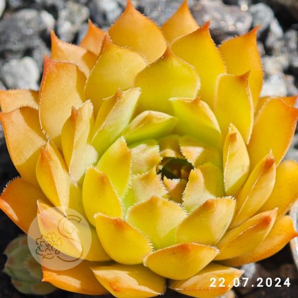 Sempervivum 'Jiekke Varre'