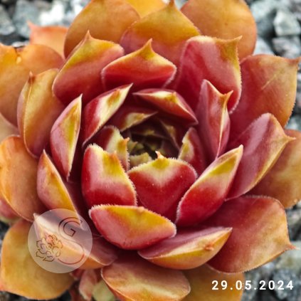 Untitled5 20250827170847