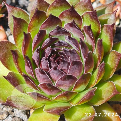 Untitled5 20250828181123