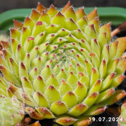 Sempervivum 'The Mouse'