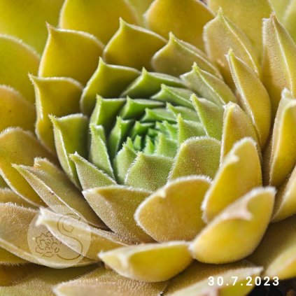 Sempervivum 'Alchemist'
