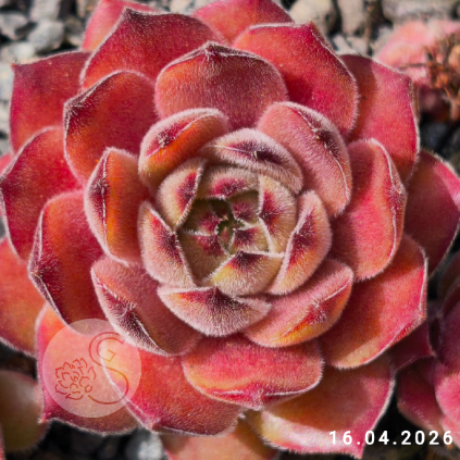 Sempervivum 'Dune'