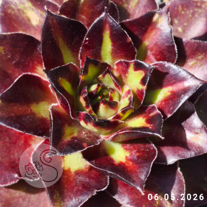 Sempervivum 'Chrissi'