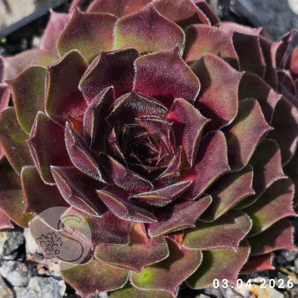 Sempervivum 'St. Pauli'