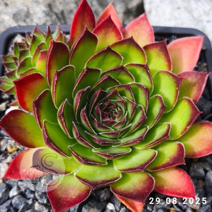 Untitled5 20250829163349