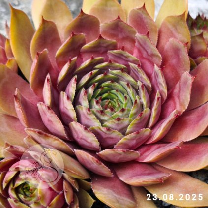 Untitled5 20250830162941