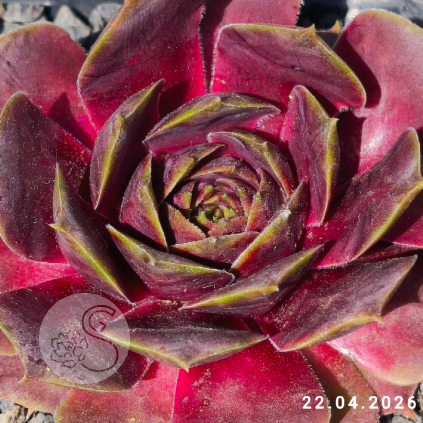 Sempervivum 'Violetta'