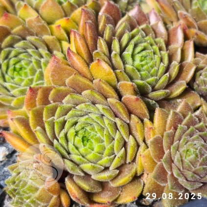 Untitled5 20250831173403