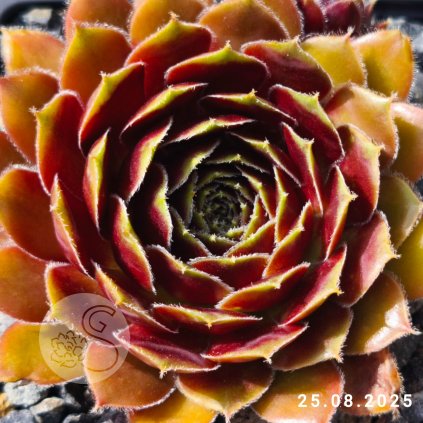 Untitled5 20250902145835