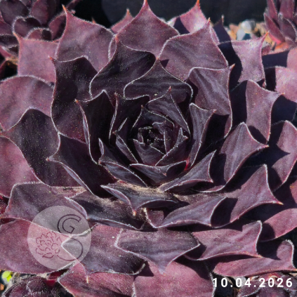 Sempervivum 'Etude in Black'
