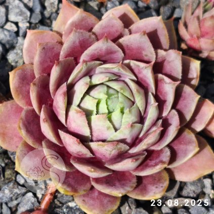 Untitled5 20250903144805