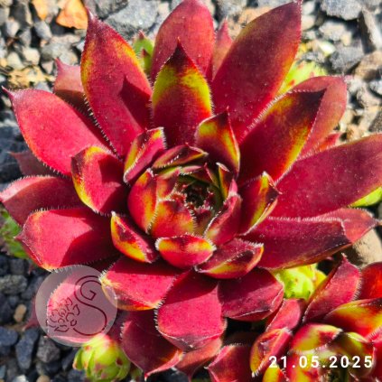 Untitled5 20250904183511