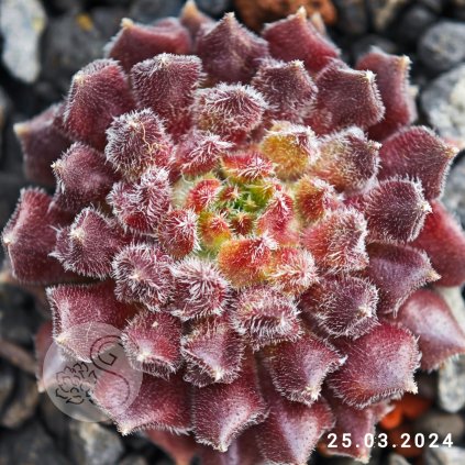 Untitled5 20250904193217