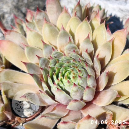 Untitled5 20250905141504