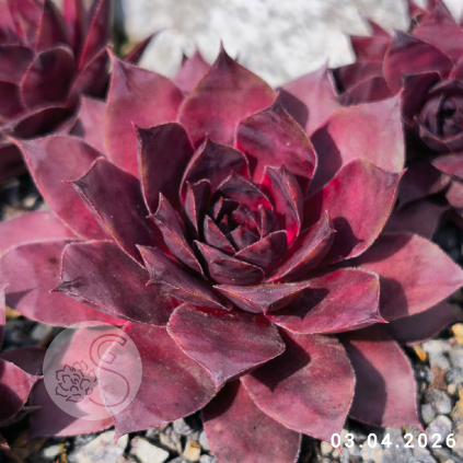 Sempervivum 'Showtime'