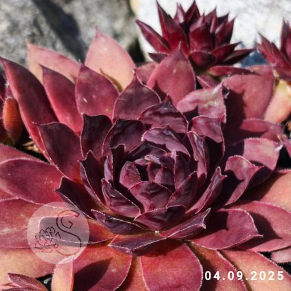 Untitled5 20250905144224