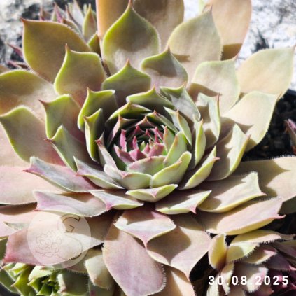 Untitled5 20250905142737