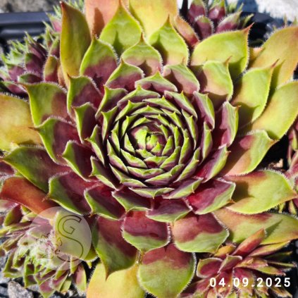 Untitled5 20250905201802