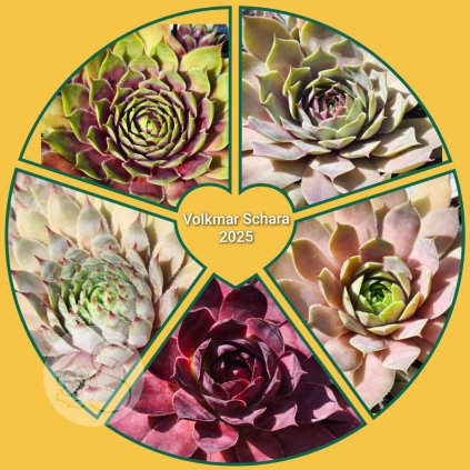 Sempervivum 'Novinky 2025'