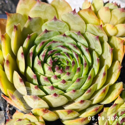 Sempervivum 'Brunrand'