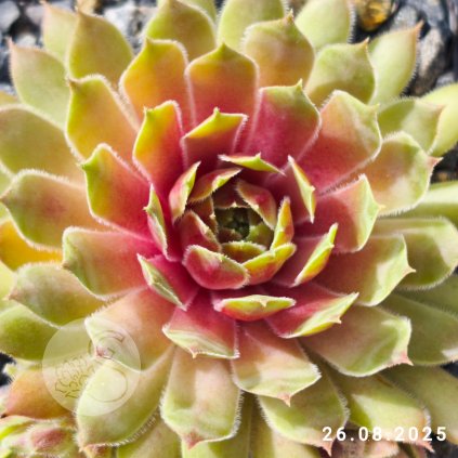 Untitled5 20250908143422