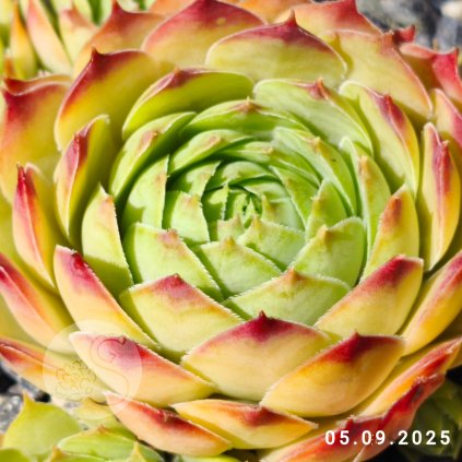 Untitled5 20250910163159