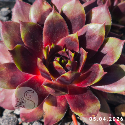 Sempervivum 'Loki'